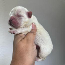 Yeti - Cream male French Bulldog puppy in Porter, Texas from Whatabulldog