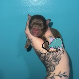 Prince Charming - 3500.00 dollars - Chocolate and tan male Pomeranian puppy in Perry County, Ohio from Speechless Pom’s