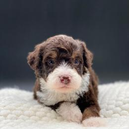 Mocha - Brown and white male Bernedoodle puppy in Hudson, Indiana from TurkeyCreek-K9