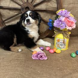 Black Tri Female number 1 - Black tri female Miniature American Shepherd puppy in Cowlitz County, Washington from Pleasant Woods Miniature American Shepherds