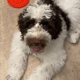 Cannoli - Australian Labradoodle