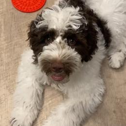 Cannoli - Australian Labradoodle