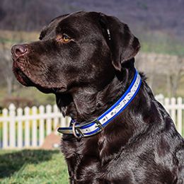 Labrador Retriever All Grown Up from Larke Lab Kennels