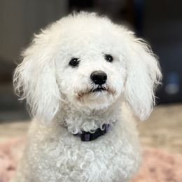 Gemma - Cavachon