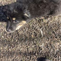Girl 2 - Black tri-color female Australian Shepherd puppy in Welda, Kansas from McDaniel Aussies of Kansas LLC