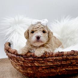 Lola - Apricot female Cavapoo puppy in Statesville, North Carolina from Doodle Babies
