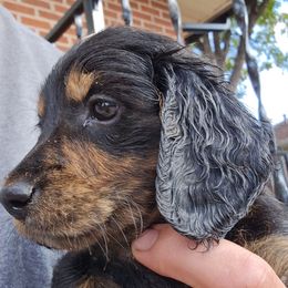 Prancer - Black and tan male Dachshund puppy in New Braunfels, Texas from Wurst Doxies