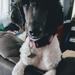 Poodle All Grown Up from Illini Spirit Standard Poodles