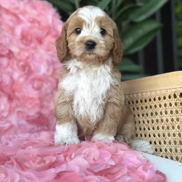 Australian Labradoodle puppies from Liberty Hill Labradoodles