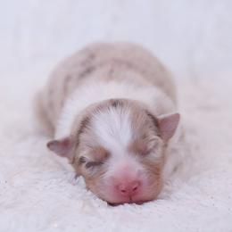 Corinthians - Red merle female Australian Shepherd puppy in Leavenworth, Kansas from Silverbrook Australian Shepherds