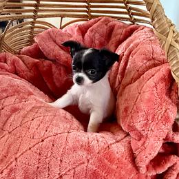 Remington - Black and white male Chihuahua puppy in Choctaw, Oklahoma from Savvy Chihuahuas of Oklahoma