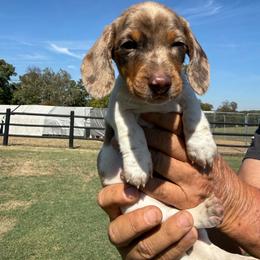 Briar - Dapple male Dachshund puppy in Tarrant County, Texas from Louis' Litters