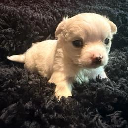 Dave - Silver male Chihuahua puppy in Seneca, Missouri from Stephanie’s Puppy Colony