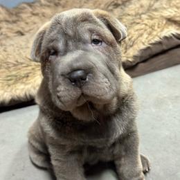 Lisa - Fawn sable female Chinese Shar-Pei puppy in Libertyville, Iowa from LLSHARPEI