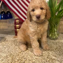 Carter - Apricot male Goldendoodle puppy in De Land, Florida from Rezapour Doodle Estate