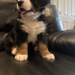 Bernese Mountain Dog Puppies from Blair Berners