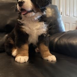 Bernese Mountain Dog Puppies from Blair Berners