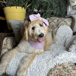 Goldendoodle Puppies from Fire Sky Kennels