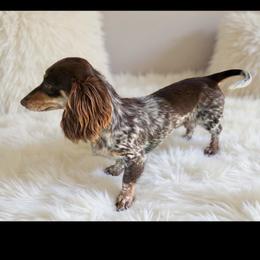 Carlee - Dachshund