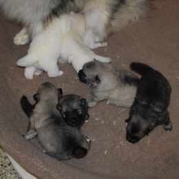 Girl 5 - Black and silver female Keeshond puppy in Fayetteville, Tennessee from Erbekees-Keeshonden