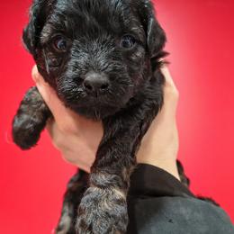 Noelle - Black female Chinese Crested puppy in Frederick, Maryland from Lovable Cresteds