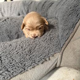 Girl 2 - Cream female Havapoo puppy in Hudson, Indiana from A&G Maltipoos