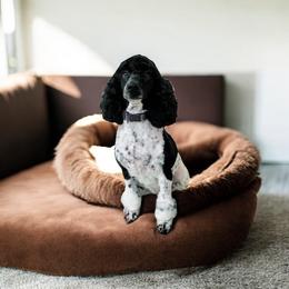 Lucy - Poodle
