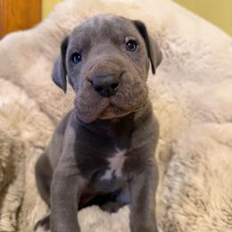 Beau - Blue male Great Dane puppy in Somerset, Ohio from Quarter Creek Danes