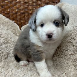 Fern - Blue merle female Toy Australian Shepherd puppy in Bristow, Iowa from Pine Ridge Toy Aussies