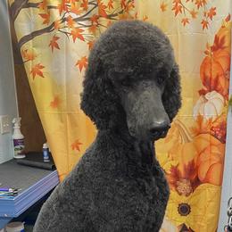 Mau - Poodle
