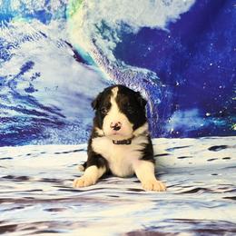 Titan - Black and white male Border Collie puppy in Avilla, Indiana from Borderline Kennels
