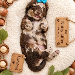 Hazelnut - Merle female Goldendoodle puppy in Miami, Florida from Jade’s Paws & Co. Of Miami LLC