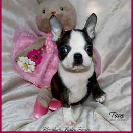 Boston Terrier Puppies from Rhondanas Boston Terriers