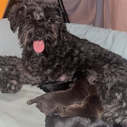 Miniature Schnauzers from T’s Little Schnauzers