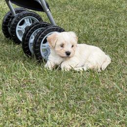 Juliet - White female Havanese puppy in Cadwell, Georgia from Hashtag Havenese