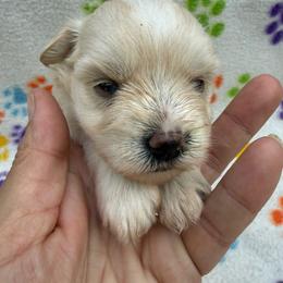 Moana - White female Miniature Schnauzer puppy in Lockney, West Virginia from S&T Kennels