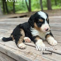 Wynnie - Tri-color female Bernedoodle puppy in Thatcher, New Mexico from Brush Fire Doodles