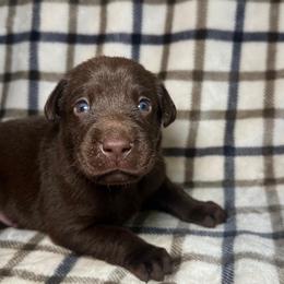 Boy 8 - Chocolate male Labrador Retriever puppy in Disputanta, Virginia from Powells Creek Retreivers