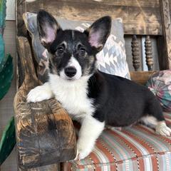 Boy 2 - Black and tan male Pembroke Welsh Corgi puppy in Surprise, Arizona from Ruff and Rowdy Corgis