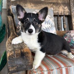 Boy 2 - Black and tan male Pembroke Welsh Corgi puppy in Surprise, Arizona from Ruff and Rowdy Corgis