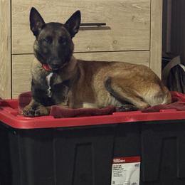 Heist - Belgian Malinois
