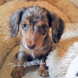 Dachshund Puppies from Meldox