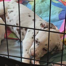 Rosey - White and liver brown female Dalmatian puppy in Hastings, Florida from Love My Spotty Dalmatians