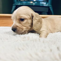 Dachshund Puppies from Guiley Doxies