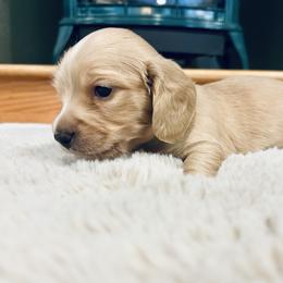 Dachshund Puppies from Guiley Doxies