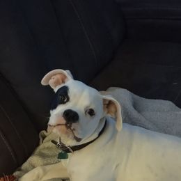 American Bulldog Puppies from Slayton's American Bulldogs