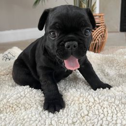 French Bulldog Puppies from Elite Frenchies of NC