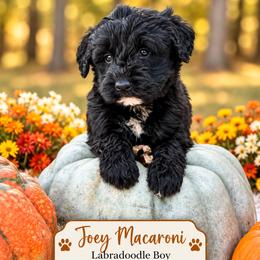 Joey Macaroni - Black male Labradoodle puppy in Grove, Oklahoma from Guinn Family Farms