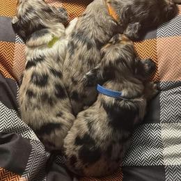 Dachshund Puppies from Wiggles & Wags Dachshund's