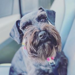 Emilia  - Miniature Schnauzer